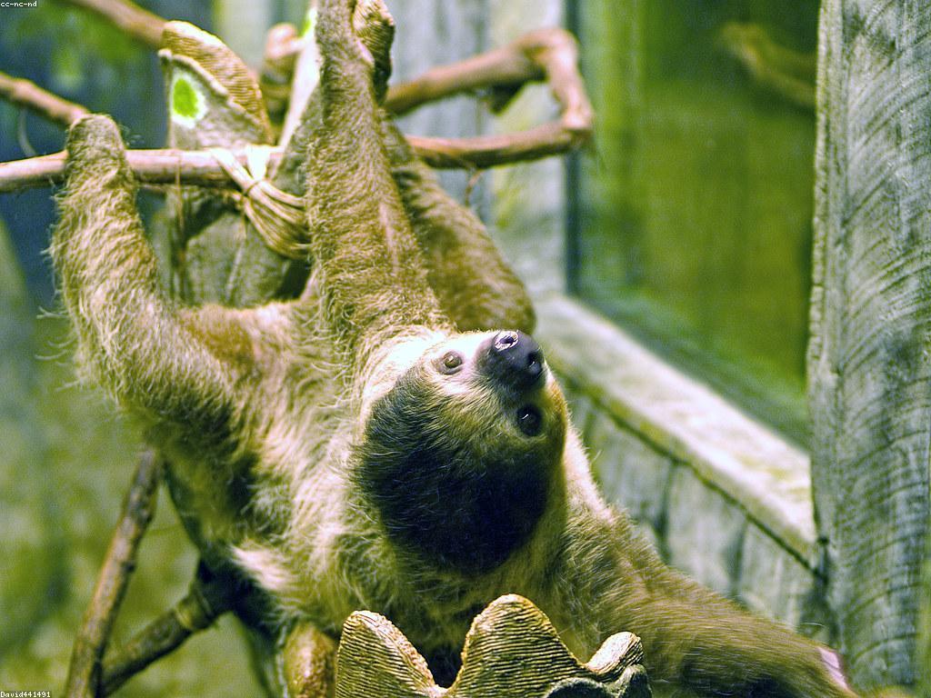 ការបង្ហាញពីស្លុត: សត្វស្លុត និងជីវិតរបស់វា