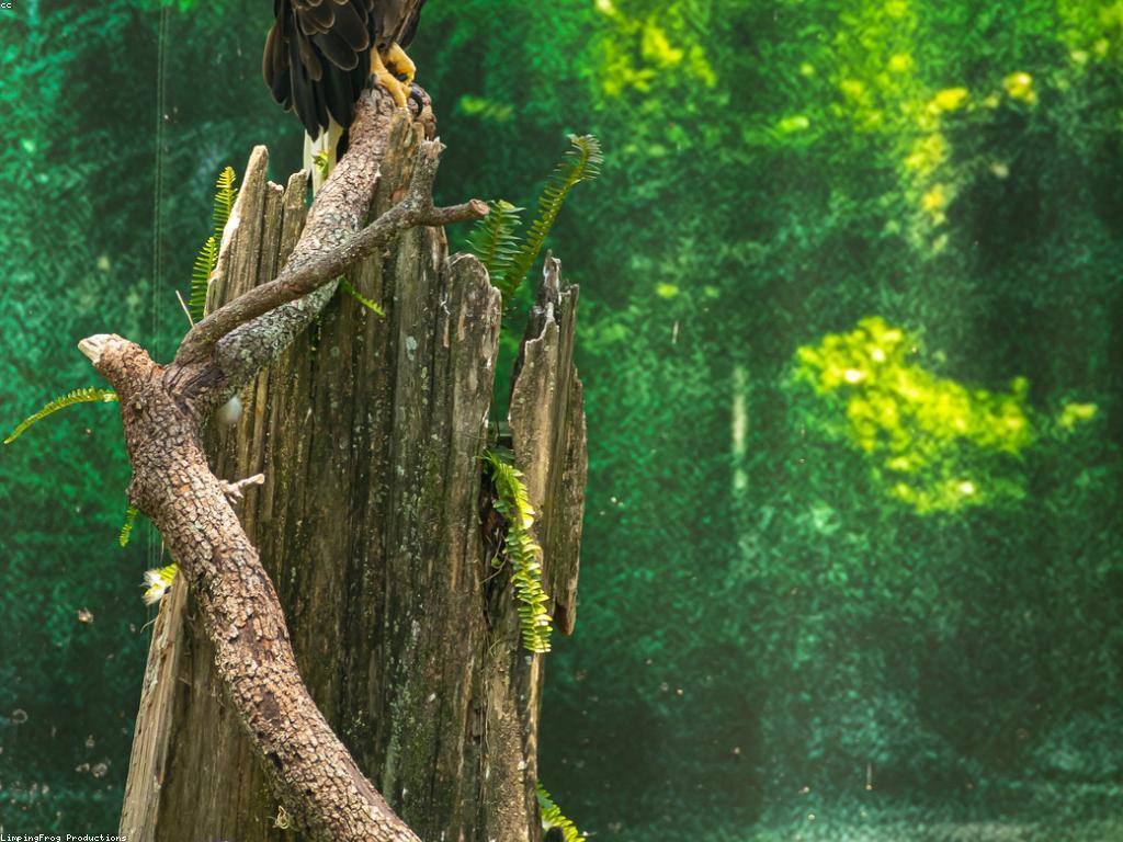 ការបង្ហាញពីស្លុត