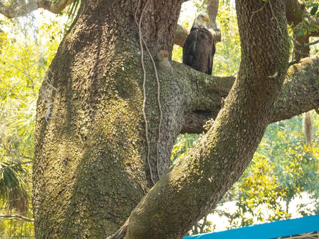 ការបង្ហាញពីស្លុត: សត្វស្លុត និងជីវិតរបស់វា