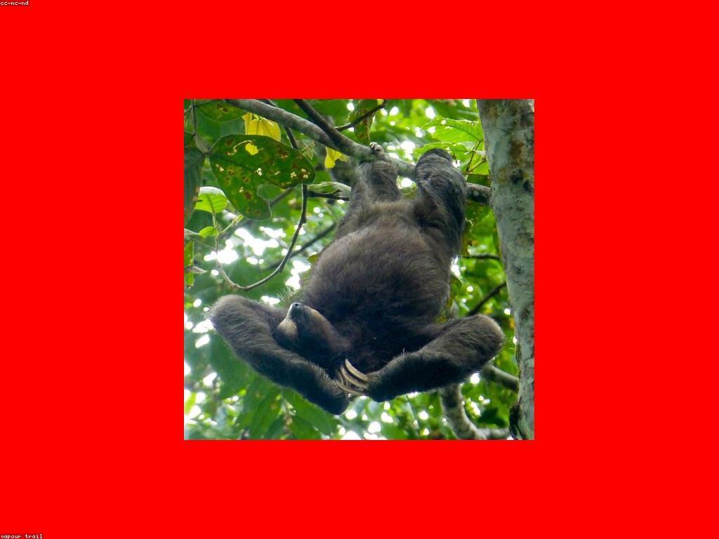 ការបង្ហាញពីស្លុត: សត្វស្លុត និងជីវិតរបស់វា