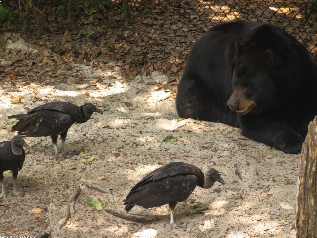 ការបង្ហាញពីអាកប្បកិរិយានៃស្លុត